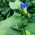 英文名表示了花朵開放的短暫，在日盡的時刻，縮得讓人找不到！花朵的奇特更令人驚嘆，仔細看，兩片湛藍的花瓣下方，還有一片透明的，藏在綠夾子裡！