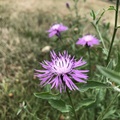 Black knapweed