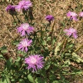 Centaurea nigra