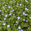 花朵極小，但天藍的花瓣，帶著絲絲精細寶藍的線條，一整片綴在嬌嫩青綠的莖葉間如亮片。在這裏當作野草，卻有玲瑯滿目的藥用功能，真新奇。