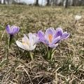 是初春最早出現的花之一，球莖植物，或白或紫或黃的花瓣上細緻的線型紋路最讓我驚喜，卻也是描繪她們時最覺得敗筆的地方。