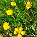 Common (Tall) buttercup