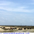 澎湖跳島單車露營-(5-2)吉貝島+澎湖花火節