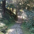溪頭 森林浴步道