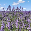 Mayfields Lavender Fields