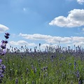 Mayfields Lavender Fields