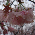 三芝櫻花祭
