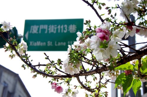 牯嶺公園有三株櫻花，此地花正盛開