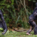 矮黑猩猩 .jpg