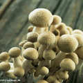 菌菇靈芝