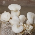 菌菇靈芝