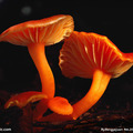 菇菌植物