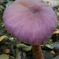 菇菌植物