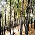 February 2008, woods in Lakure Bhanjyang, Nepal