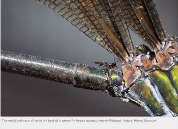 馭龍者潛水小蜂看起來像把豆娘當坐騎。(圖/翻拍自國家地理雜誌網站)