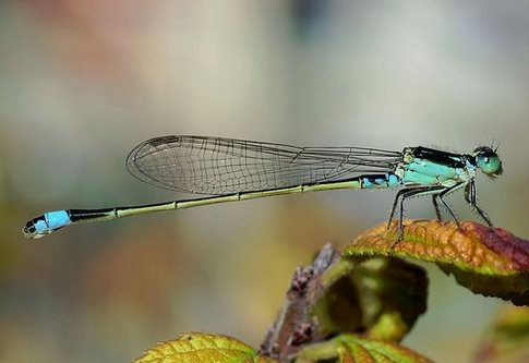 亞洲首見豆娘身上小蜂寄生。(圖/翻拍自維基百科)