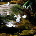 小粗坑桐花雪