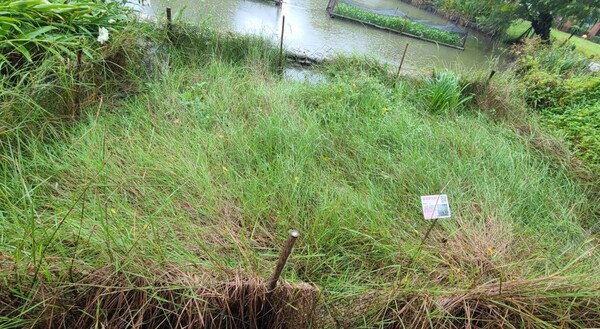 八德埤塘濕地生態保育園區 復育可抗逆境特性野生「鬼稻」