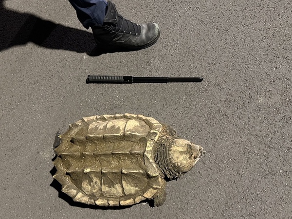 中壢區驚見40公斤大鱷龜   警方迅速處置