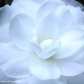 白色花卉