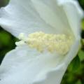 白色花卉