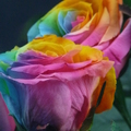 彩虹玫瑰花