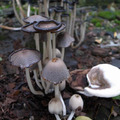 打傘的菇菇
