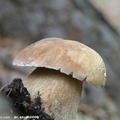 打傘的菇菇