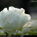 綜合白色花卉