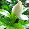 綜合白色花卉