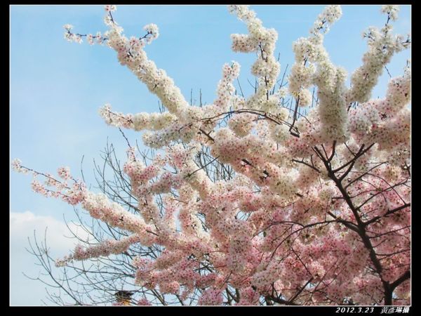 2012.3.23櫻花變色