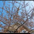 ↑↑3月17日，稀稀疏疏開了幾朵，整棵樹仍很『青澀』↓↓