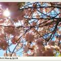 風情萬種的櫻花8