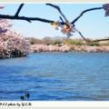 環湖櫻花4