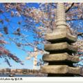 花下的日本塔（Japanese Pagoda）