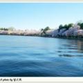 環湖櫻花3