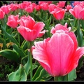 The D.C. Tulip Garden2
