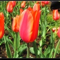 The D.C. Tulip Garden4