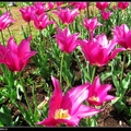 The D.C. Tulip Garden5