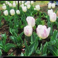 The D.C. Tulip Garden6