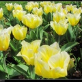 The D.C. Tulip Garden7