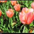 The D.C. Tulip Garden8