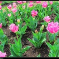 The D.C. Tulip Garden9