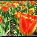 The D.C. Tulip Garden10