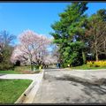 Kenwood community位於馬里蘭州的Bethesda，
該社區有五十年以上歷史並種滿櫻花。

春天時，滿櫻盛開，蔚為奇美景觀。