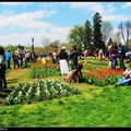 DC tulip garden