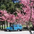 價值剩兩萬元的Isuzu保母車，但是不能沒有它，它可以放六部自行車，武陵農場的櫻花在四、五月盛開。