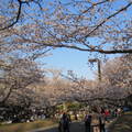 日本櫻花