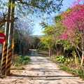 虎頭山環山步道：三聖宮-真武殿-停機坪一圈