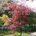 春天的楓紅